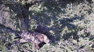 Cuibul nr.2 al Acvilei de munte - The nest no.2  of the Golden Eagle (Aquila chrysaetos)