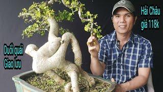 Kỹ thuật làm bonsai của tôi (tập28), giao lưu cây cảnh, Tây Sơn, Bình Định