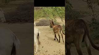 ##balck donkey sounds viral short