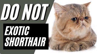 7 Reasons You SHOULD NOT Get an Exotic Shorthair Cat