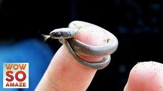 Top 5 Smallest Animals in The World