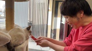 昨日保護した子猫とテンションが上がりシャクレる親父