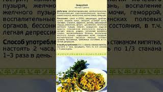 Невероятные свойства зверобоя, о которых вы не знали! #shorts #здоровье #зверобой