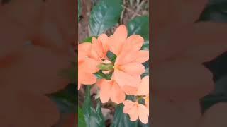beautiful #flowers #garden #countryside #philippines