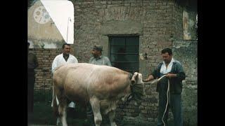 1960er - Marchfeld - Bauernhof - Rinder - 1960s - Farm - Austria - 8mm - Österreich - Landwirtschaft