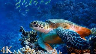 12HR Ambient Underwater 4K Nature Relaxation Film: Treasures of the Ocean - Colorful Sea Life