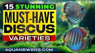 15 Most Stunning Discus Fish Types to Transform Your Aquarium