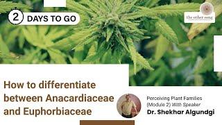 Dr. Shekhar Algundi explains  How to differentiate between Anacardiaceae and Euphorbiaceae