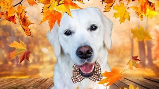 How To Experience Fall In New England | Dog Friendly Guide