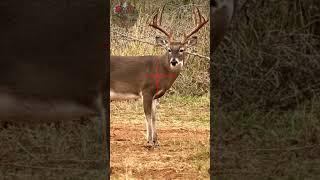 6.5 Creedmoor South Texas 12-Point #hunting #cacería #rancho #deerhunting #viral #shorts #texas #wow