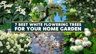 Top 7 Best White Flowering Trees For Your Home Garden 