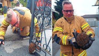 Chubby Hedgehog Freed After Stuck In A Metal Gate