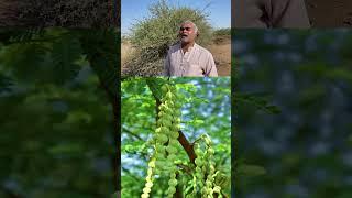 ધરતી પર ની અદભુત ઔષધિ