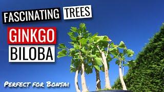 Ginkgo Biloba Bonsai | Winter pruning a Ginkgo group planting