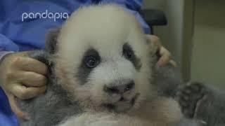 Cute little panda Ji Xiao trying to communicate with humans