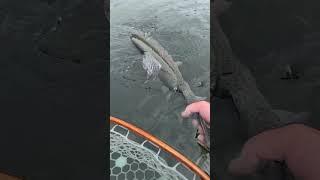 Stillwater Fly Fishing - Bobber Down - Big BC Interior Stillwater Rainbow Trout  #flyfishinglife