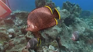 ThreadfinButterflyfish#shorts#ReefFish#Butterflyfish#MarineBiodiversity#AquaticCreatures