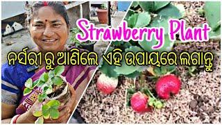 Strawberry Plant ||ନର୍ସରୀ ରୁ ଆଣିଲେ ଏହି ଉପୟରେ ଲଗାନ୍ତୁ || Detail in Odia ||Rooftop Garden