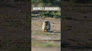 Monkey SHOT IN THE EYE with an Air Gun!