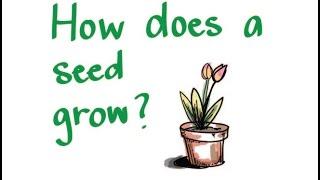 How Does a Seed Grow?