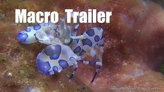 Diving - Macro Trailer - Hans-Peter Endler
