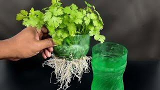 Grow coriander with this method in 7 Days