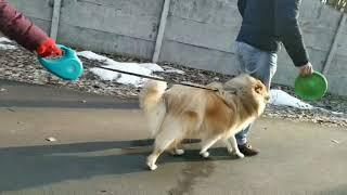 Rough Collie Jessie walking in the park one more video about