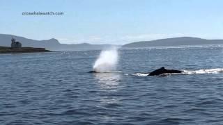 2 Humpback whales | Western Prince Whale & Wildlife Tours