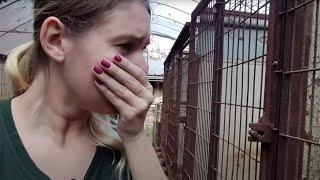 Help save dogs in the dog meat trade!