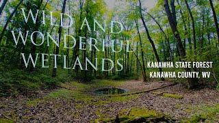 Wild and Wonderful Wetlands - Kanawha State Forest