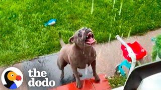 Pittie Leaps Out The Door When It Rains | The Dodo