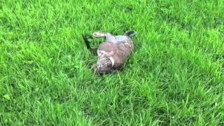 Stoat kills rabbit (graphic)