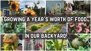 A year’s worth of food in our backyard | Grow your own food for free!