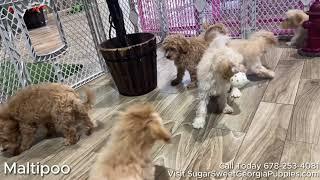 Our new litter of Small Breed Puppies | Cavalier Spaniel, Cavapoo, Poms, Poodles, and more