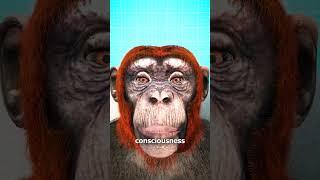 Monkey Head Transplant  (explained)