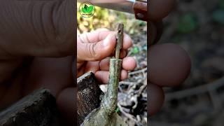 Best grafting methods persimmon tree V-graft techniques #amazing #fruits #plants #budding
