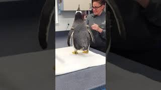 Meeting a Gentoo Penguin