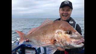 IFISH Port Phillip Bay Snapper