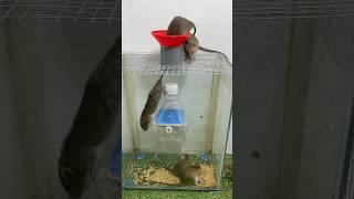 Homemade trap/Extremely effective mouse trap method #rattrap #mousetrap #mouse