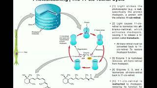 Anatomy | Vision (Part 2) | Photoreceptor Signaling & Photobleaching