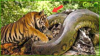 1 Minute Of Carelessness Becomes A Meal For A Giant Python | Pythons vs Tigers, Lions, Hyenas...