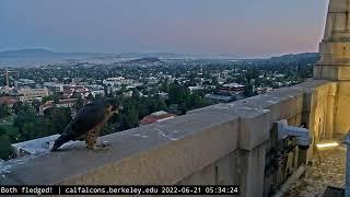 6-21-22 Lindsay returns to the tower, hunts a moth