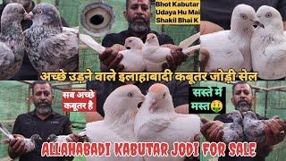  Jode Wale Kabutar Sale || जोड़े बनाओ बच्चे उड़ाओ || Shakil Bhai Kurla (E) : 9930365838 