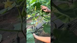 Greenhouse Cucumbers  #shorts #cucmbers #farming #CucumberFarming #OrganicFarming #SustainableAgri