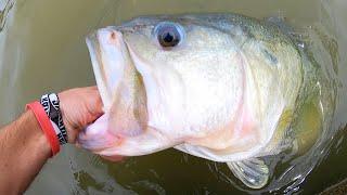 BASS OF A LIFETIME in a CITY POND!!!