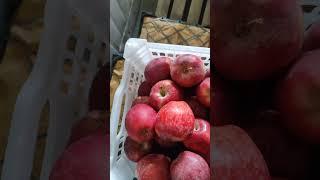 سیب صادراتی ایران  #هند#پاکستان#دبی#سیب#عراق#روسیهIran's export apples  #India#Pakistan#Dubai#A