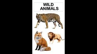 Wild Animals Name | Learn Wild Animals | Wild Animals In English | Fabelle Kids