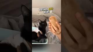 This Mother Cat Baby Passed Away So The Owner Decided To Adopt A Kitten #trending #shortsvideo