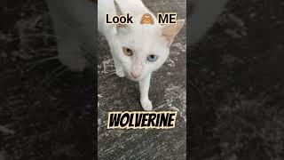 WOLVERINE EYE ️️ OF THE CAT