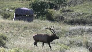 6x6 Archery Bull Elk, Colorado